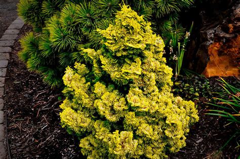 Nana Lutea Hinoki Cypress For Sale Online The Tree Center