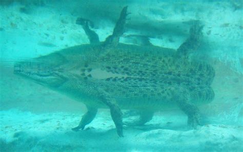 Maximo The Saltwater Crocodile Crocodylus Porosus Flickr