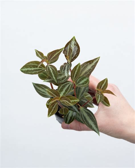 Peperomia Verschaffeltii Online Kaufen Farnwerk Design Lebt