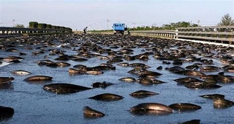 Lluvia De Peces: The Strange Phenomenon Of Honduras Fish Rain