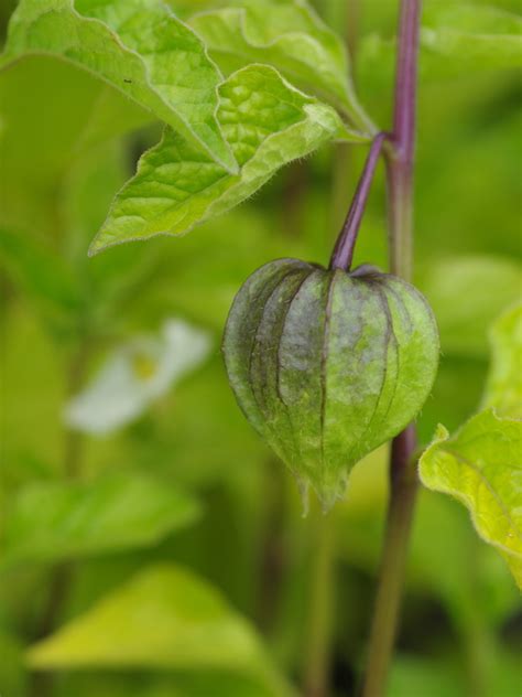 Physalis Alkekengi Var Franchetii The Beth Chatto Gardens