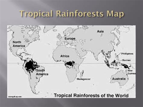 Rainforests Why Are Rainforests So Important They Provide A Home For