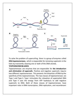 Supercoiling Of Dna Pdf