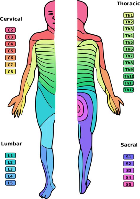 Lumbar Spine Nerve Map