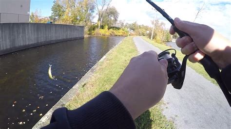 How To Target Chain Pickerel Canal Fishing Youtube