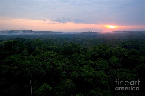 Canopy Of Amazon Rain Forest At Sunrise Photograph by Gregory G ...