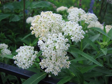 Asclepias Incarnata Ice Ballet