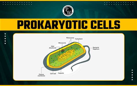 Prokaryotic Cells Structure Diagram Characteristics Examples