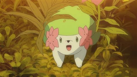 Shaymin Di Ibis Pokémon Central Wiki