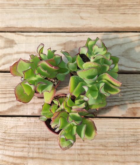 Crassula Blue Waves Succulentes Et Jolies Plantes