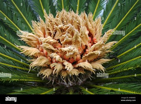 Female Cycad Bloom Stock Photo Alamy