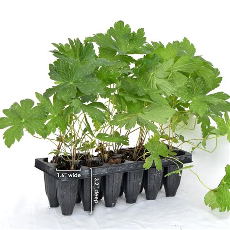 Prairie Smoke (Geum triflorum) 3-pack of pots — Blazing Star Gardens
