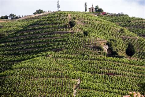 Terroir What Is It Exactly Taste Of France