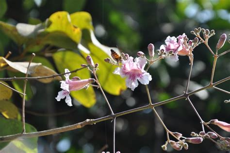 Stereospermum Kunthianum Cultivated Eflora Of India