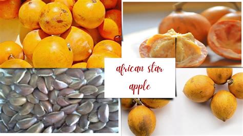 Hidden Secrets Of A Miracle Fruit For Health And Wellness African Star