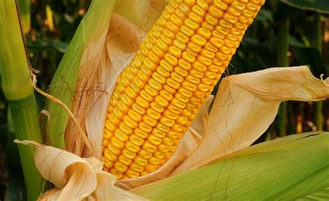 Yellow Dent Corn Seeds 250 Seeds To Grow High Yielding Etsy