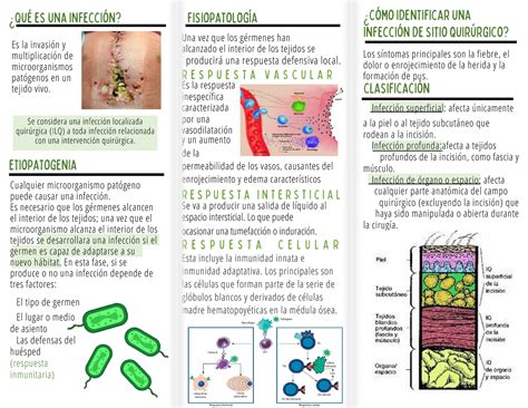 Triptico Inflamaci N E Infecci N En Cirug A Una Vez Que Los G Rmenes