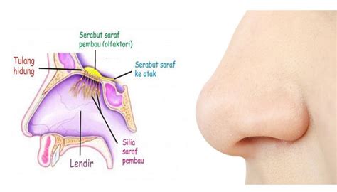 Hidung : Pengertian, Struktur, Fungsi, Cara Kerja dan Penyakit pada ...