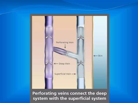 Venous Drainage Of Lower Limb Ppt Ppt Free Download