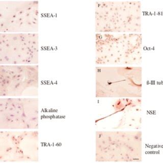 Immunocytochemical Staining For The Expression Of Stem Cell Specific