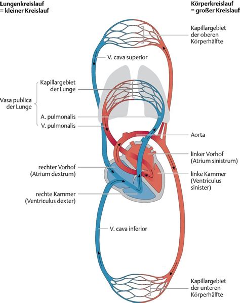 Herz Kreislauf System Artofit