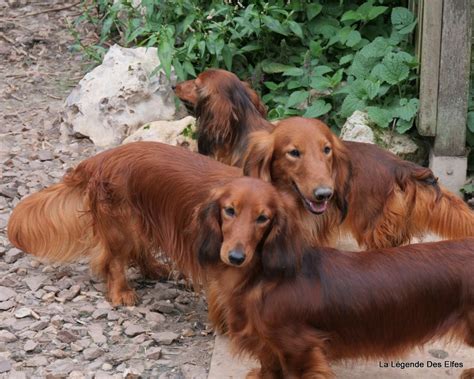 Chien Teckel Poil Long Amber Ruda Banda Z Piaskowej Gory Fci