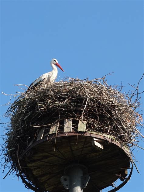 Stork Nest Bird - Free photo on Pixabay - Pixabay