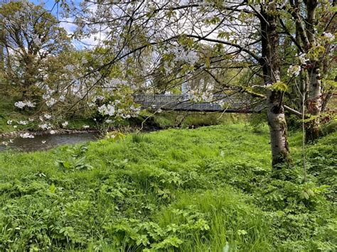 Cherry Tree Along The River Strule Kenneth Allen Cc By Sa 2 0