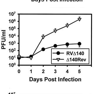 Single Step Replication Of MCMV Mutants In IC 21 Macrophages