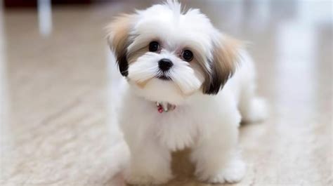 Imágenes de Dog Puppy Shih Tzu Descarga gratuita en Freepik