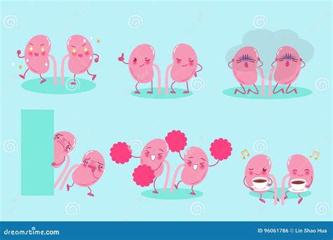 Cute Cartoon Kidney Stock Vector Illustration Of Biology 96061786