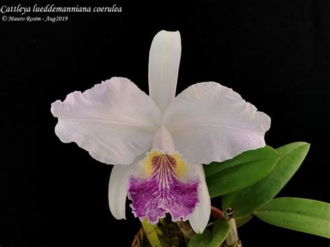 Cattleya Lueddemanniana Coerulea Cattleya Orchidaceae Orchids