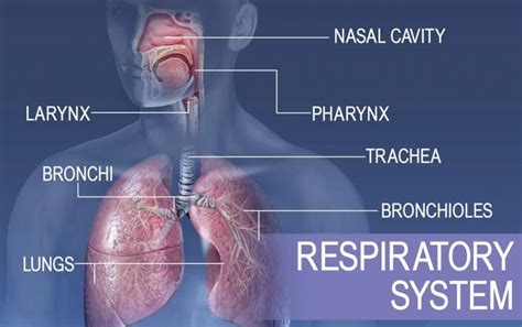 Organ Organ Pernapasan Pada Manusia Beserta Fungsinya Informazone