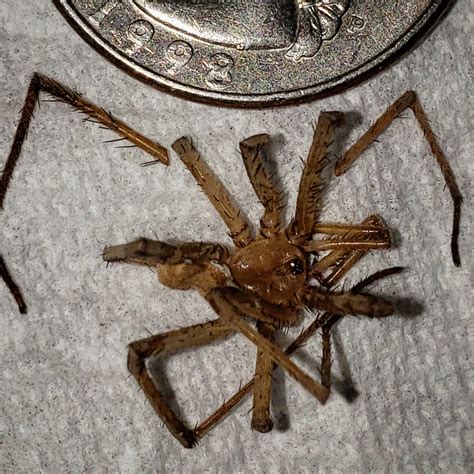 Two Eyed Spider Mojave Desert Ca Rspiders