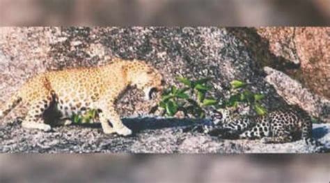 Rare Pink Leopard Spotted In Rajasthans Ranakpur Hills First