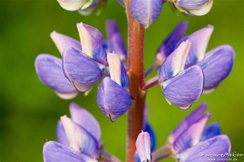 Vielbl Ttrige Lupine Lupinus Polyphyllus Fabaceae Bl Tenstand