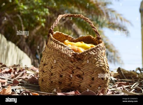 Palm Leaf Made Box Dates Sweet Fruit Food Yellow Fresh Date Nature