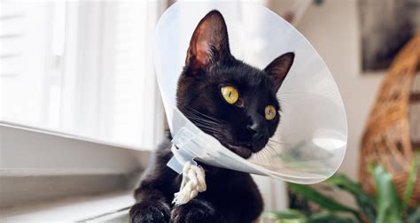 Диафрагмална херния при котки - Котки - DogsAndCats.bg