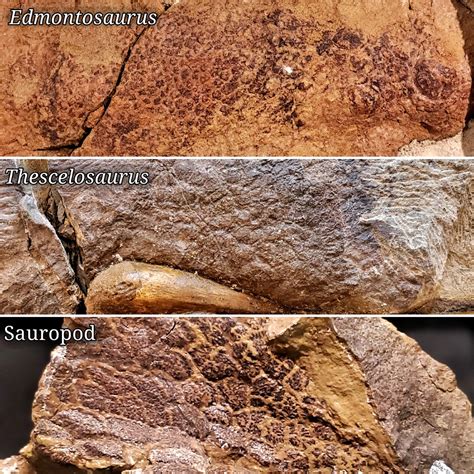 Museum Of The Rockies On Twitter Happy Fossilfriday Fossilized Skin