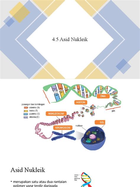 45 Asid Nukleik Pdf