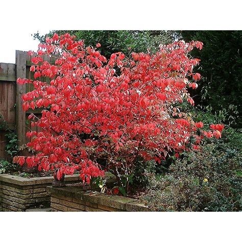 Euonymus Alatus Burning Bush Winged Spindle Tree Hardy Shrub Producing