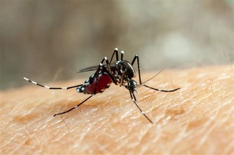 Mencegah Kejadian Demam Berdarah Dengue Dengan Gerakan Stbm