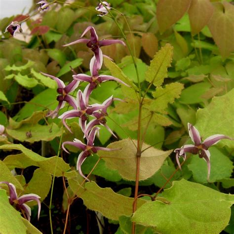 Photo 43354 Epimedium Acuminatum Djhc 842 Plant Lust