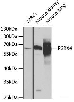 High Affinity And Specificity P2RX4 Polyclonal Antibody E AB 61293 At