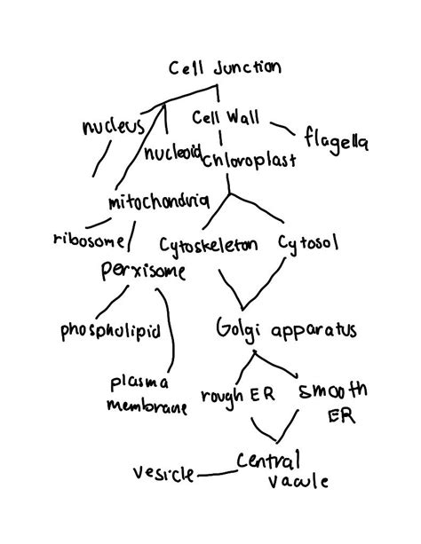 Solved Concept Map 2 Use Terms From Both Lists 2 And 3