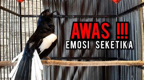 Suara Burung Kacer Gacor Ngeplong Tarung Konslet Paling Ampuh Buat