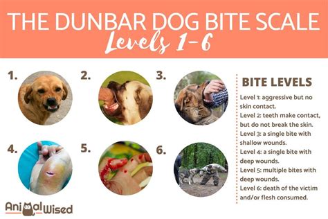 Dunbar Bite Scale Chart Ian Dunbar Dog Bite Scale Dog Trainer Bitten