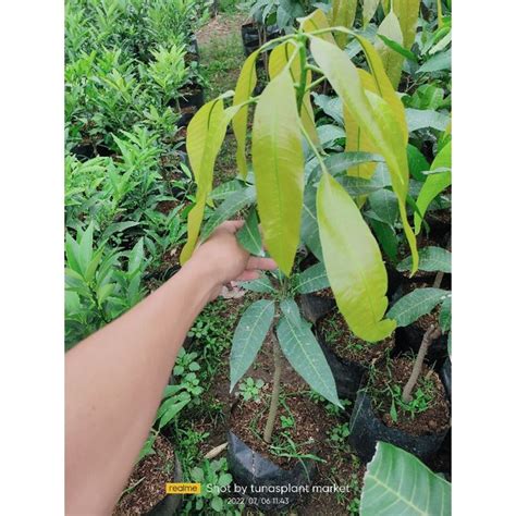 Jual Bibit Pohon Mangga Arum Manis Tanaman Buah Mangga Harum Manis