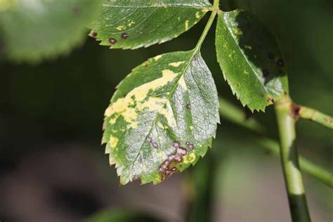 How to Identify Rose Mosaic Virus (and What to Do About It)