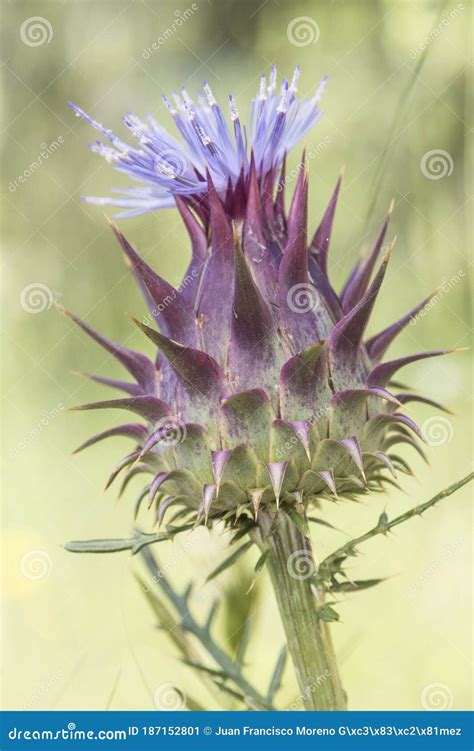 Cynara Humilis Humble Wild Artichoke Prickly Plant With Prickly Fruits